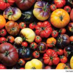 heirloom tomatoes, Using fresh local tomatoes on pizza. Which tomatoes to buy, how to prepare fresh tomatoes